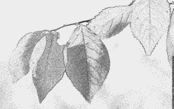 Prunus coloring #14, Download drawings