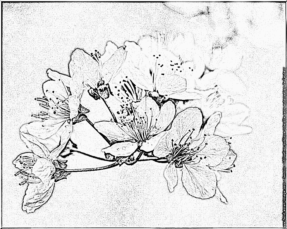Prunus coloring #11, Download drawings