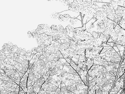 Prunus coloring #9, Download drawings