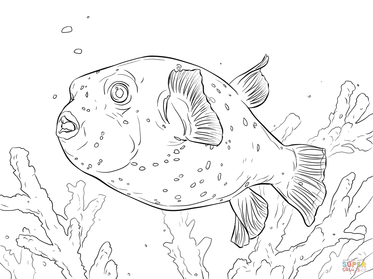 Pufferfish coloring #15, Download drawings