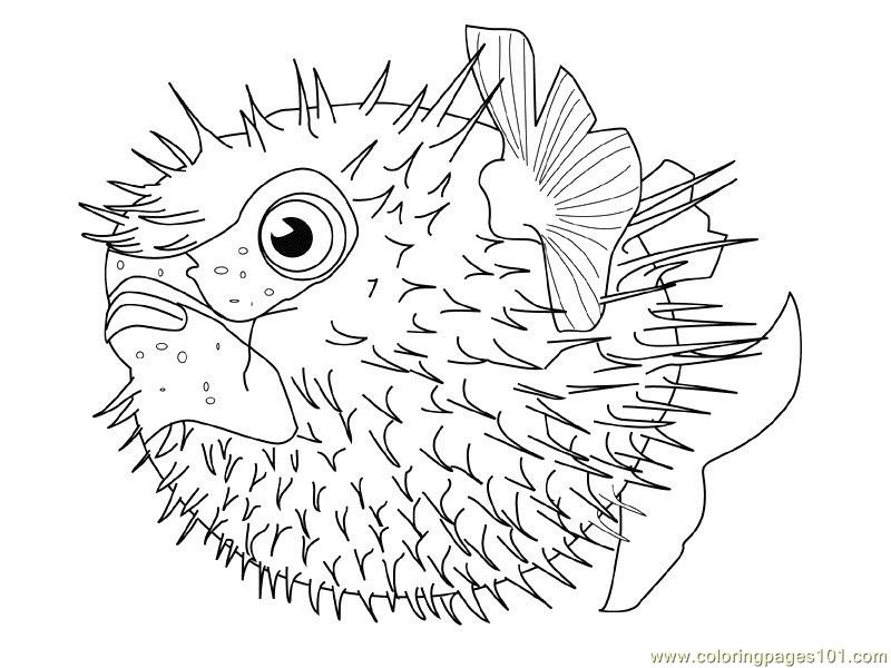 Pufferfish coloring #7, Download drawings