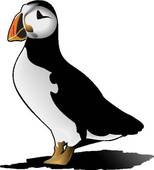Puffin clipart #10, Download drawings