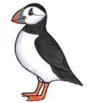 Puffin clipart #8, Download drawings