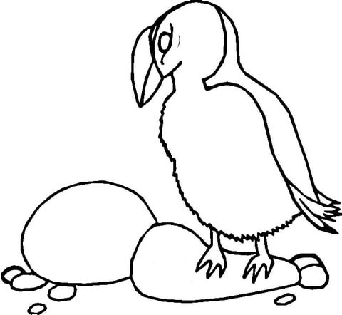 Puffin coloring #6, Download drawings