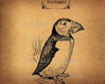 Puffin svg #5, Download drawings