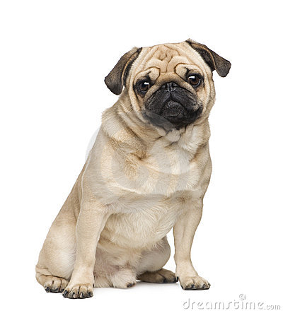 Pug clipart #13, Download drawings