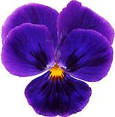 Purple Flower clipart #10, Download drawings