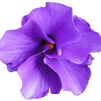 Purple Flower clipart #15, Download drawings