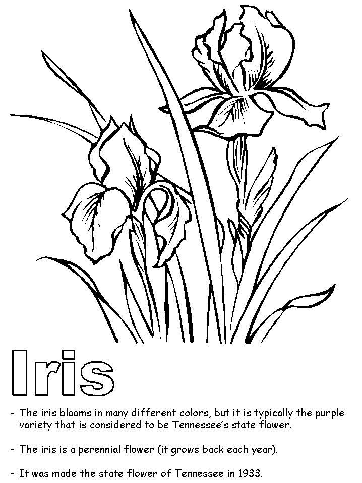 Iris coloring #18, Download drawings