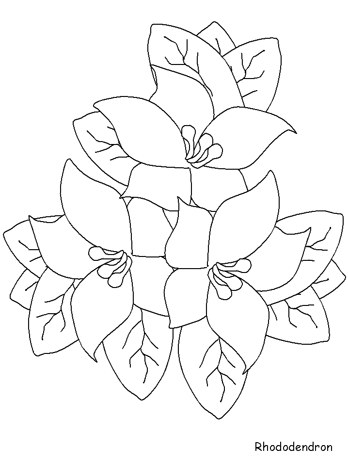 Rhododendron coloring #4, Download drawings