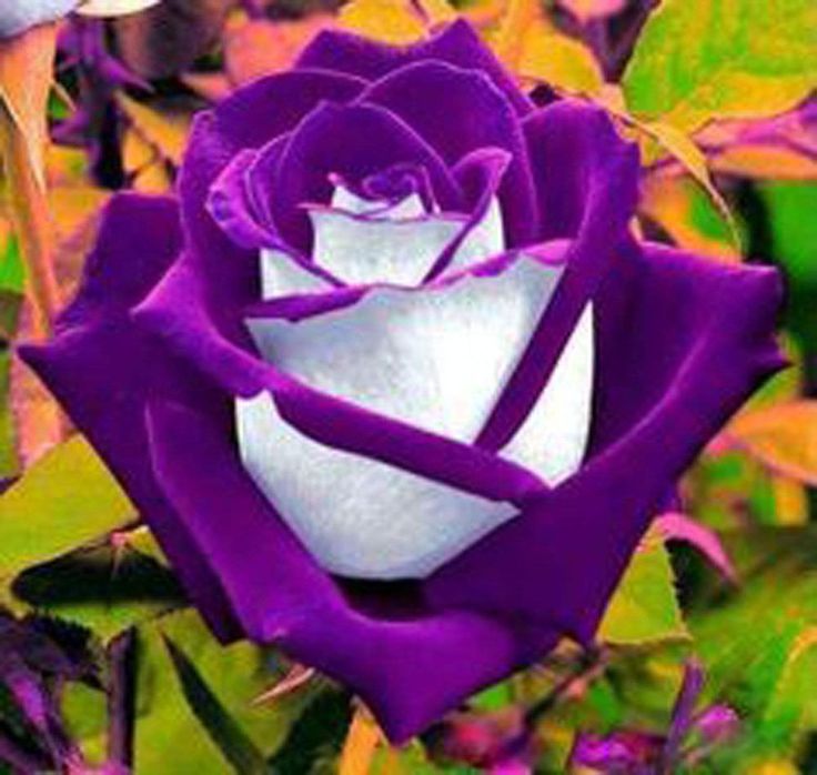 Purple Rose coloring #20, Download drawings
