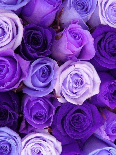 Purple Rose coloring #19, Download drawings