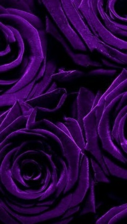 Purple Rose coloring #13, Download drawings