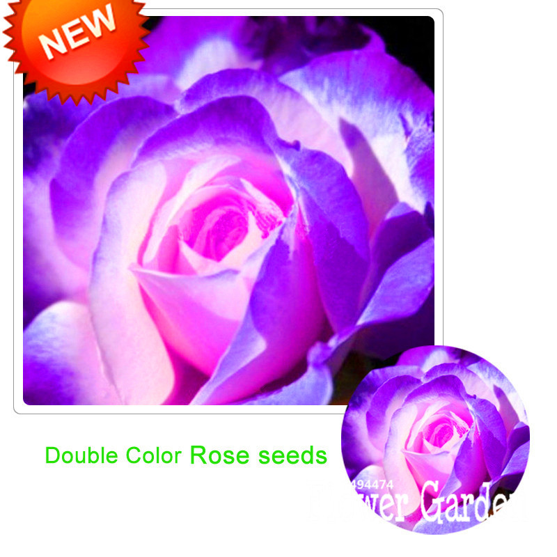 Purple Rose coloring #7, Download drawings
