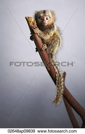 Pygmy Marmoset clipart #12, Download drawings