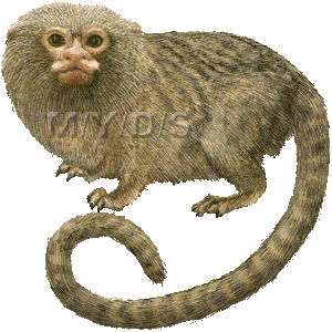 Pygmy Marmoset clipart #8, Download drawings