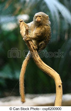 Pygmy Marmoset clipart #16, Download drawings