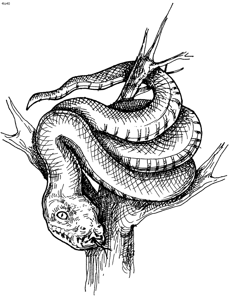 Python coloring #15, Download drawings