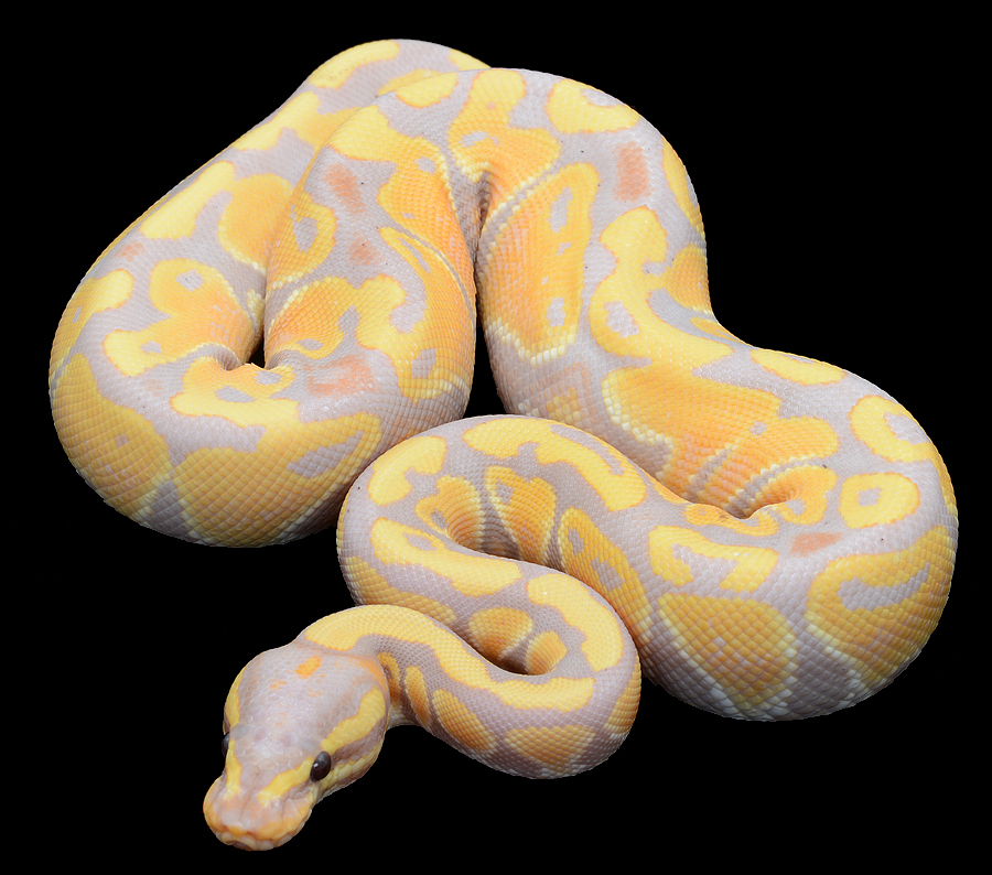 Python ball beauty.