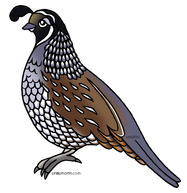 Quail clipart #17, Download drawings