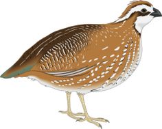 Quail clipart #10, Download drawings