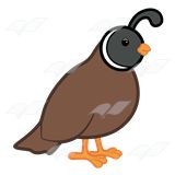 Quail clipart #1, Download drawings