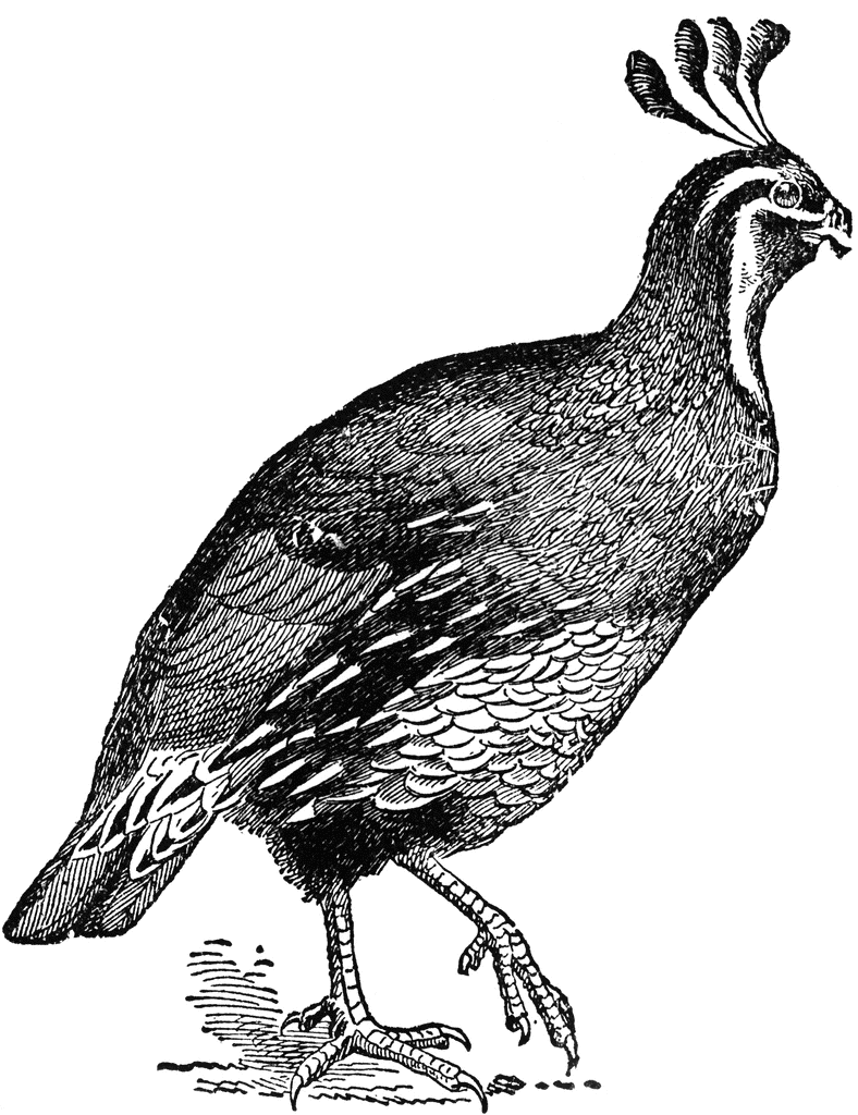 Quail clipart #2, Download drawings