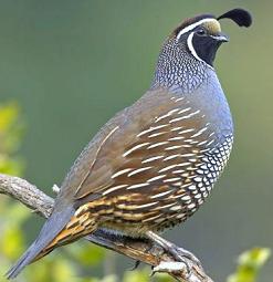 Quail clipart #5, Download drawings