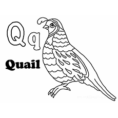 Quail coloring #1, Download drawings