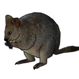 Quokka clipart #20, Download drawings