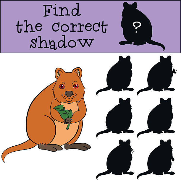 Quokka clipart #17, Download drawings