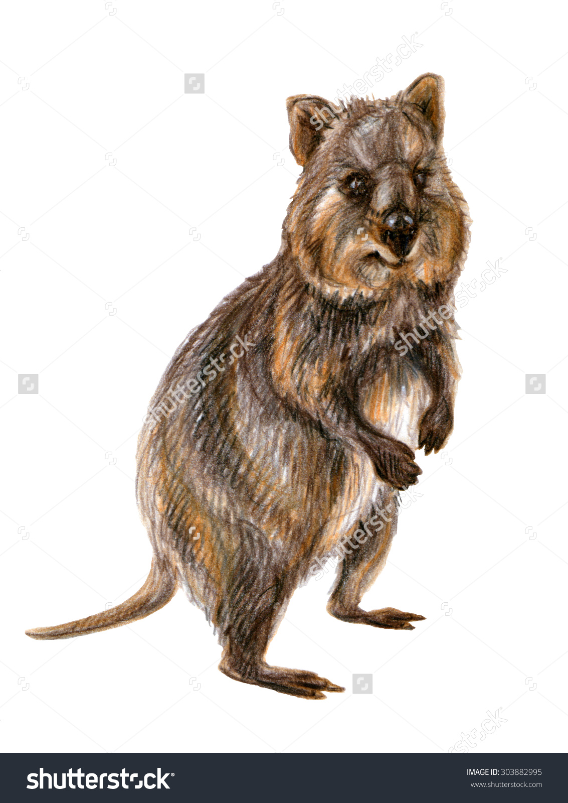 Quokka clipart #8, Download drawings