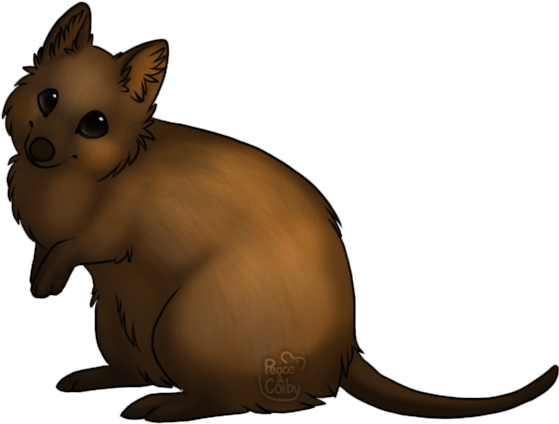 Quokka clipart #5, Download drawings