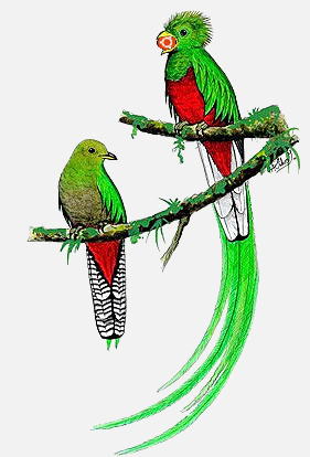 Quetzal  clipart #4, Download drawings