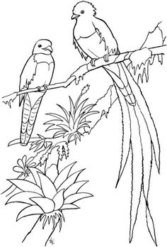 Quetzal Of Guatemala coloring #11, Download drawings