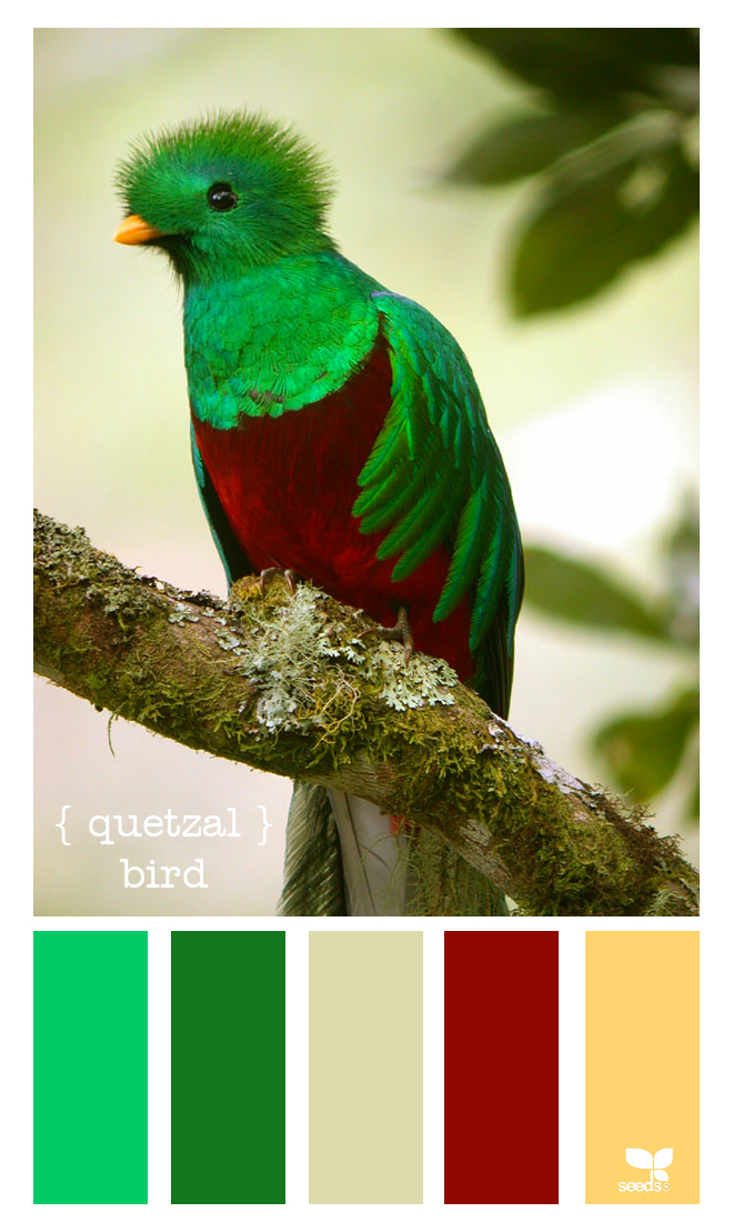 Quetzal Of Guatemala coloring #2, Download drawings