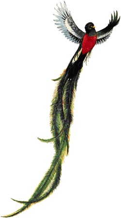 The Quetzal Of Guatamala coloring #1, Download drawings