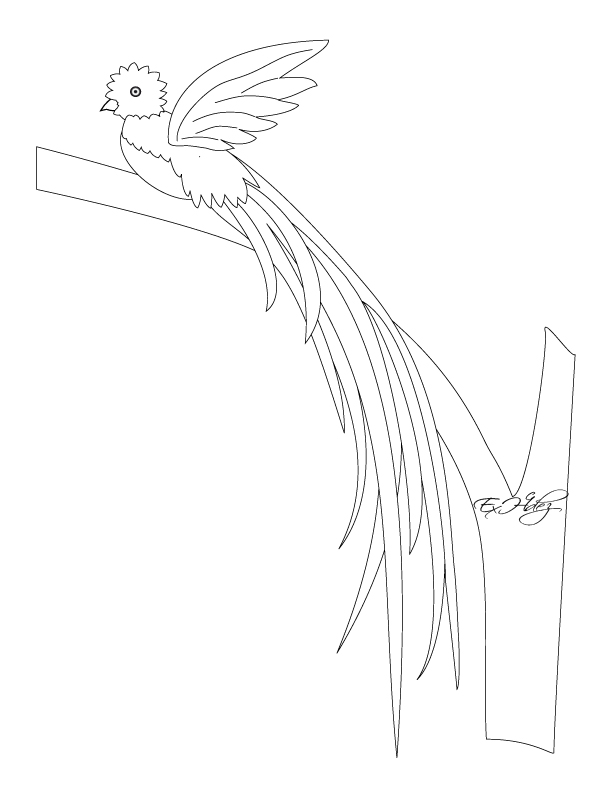 Quetzal Of Guatemala coloring #10, Download drawings