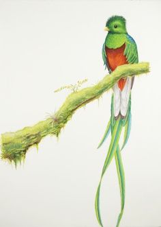 Quetzal Of Guatemala svg #5, Download drawings