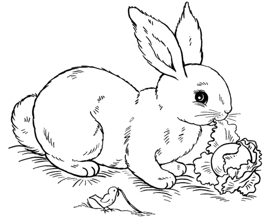 Rabbit coloring #14, Download drawings