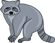 Raccoon clipart #14, Download drawings