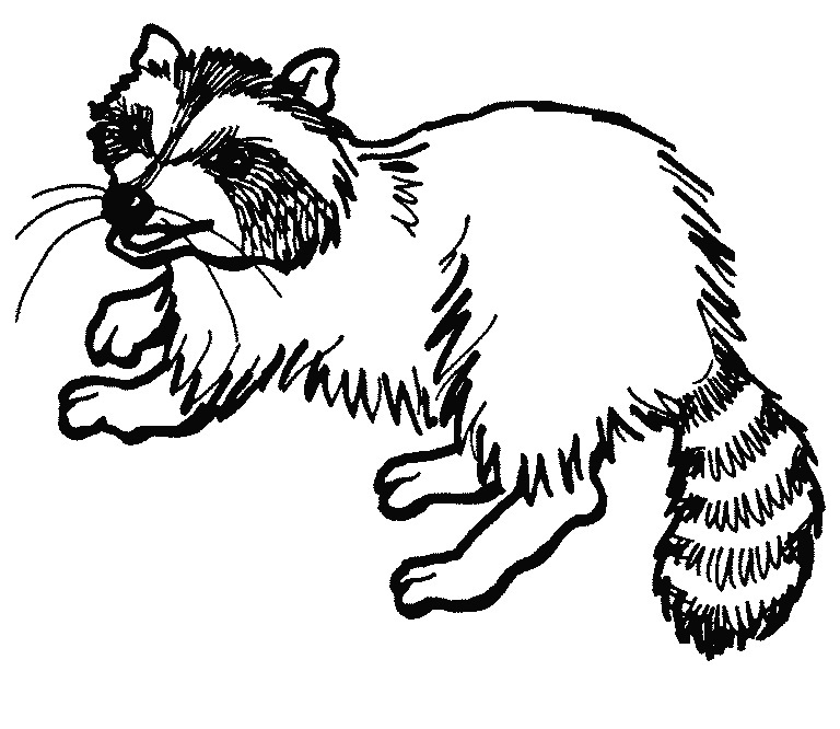 Raccoon coloring #14, Download drawings