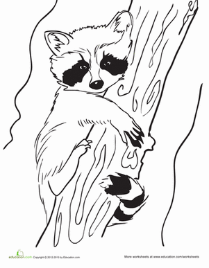 Raccoon coloring #6, Download drawings