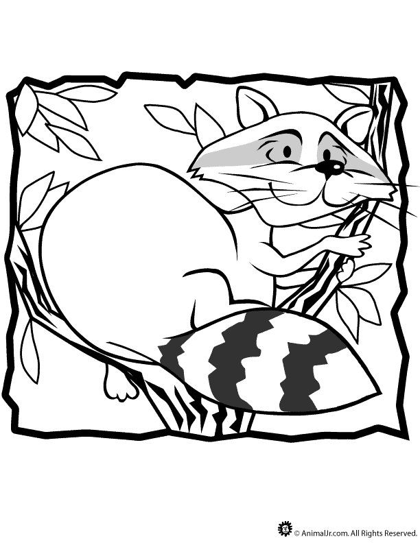 Raccoon coloring #9, Download drawings