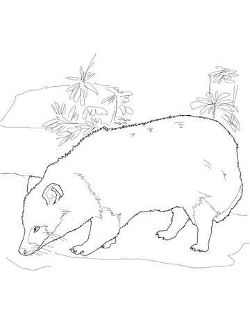 Raccoon Dog coloring #20, Download drawings