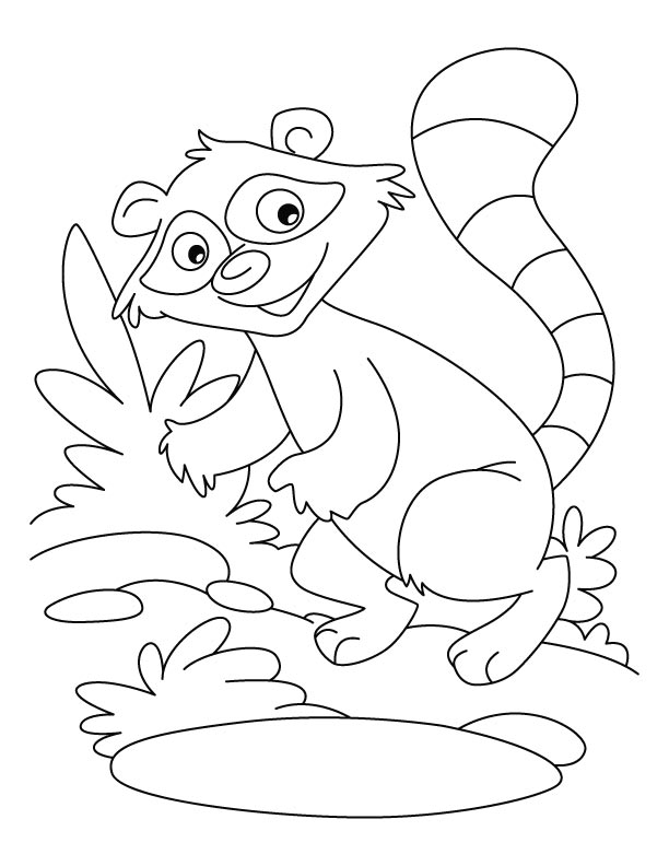 Raccoon Dog coloring #6, Download drawings