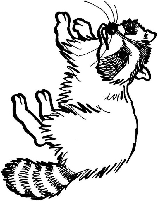 Raccoon Dog coloring #9, Download drawings