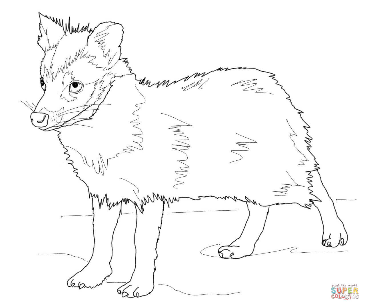 Raccoon Dog coloring #15, Download drawings
