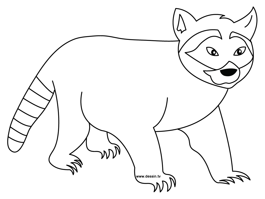 Raccoon Dog coloring #18, Download drawings