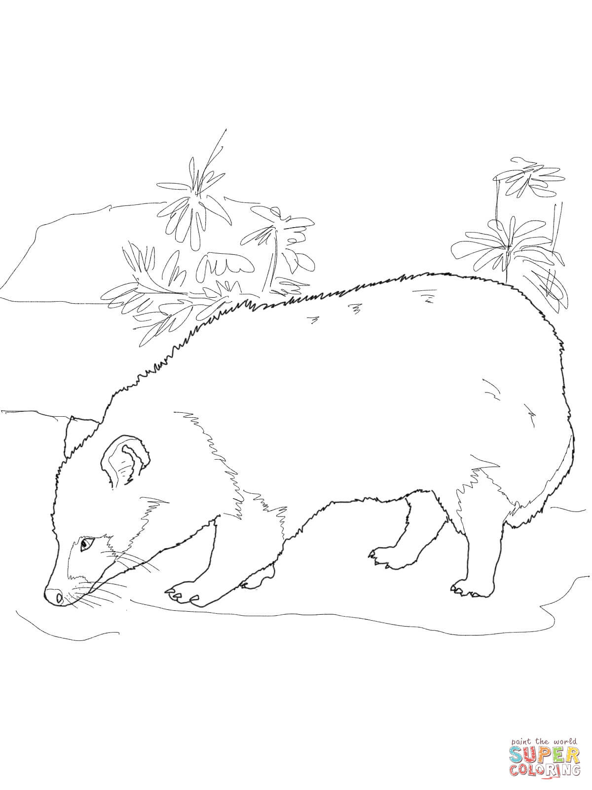 Raccoon Dog coloring #14, Download drawings